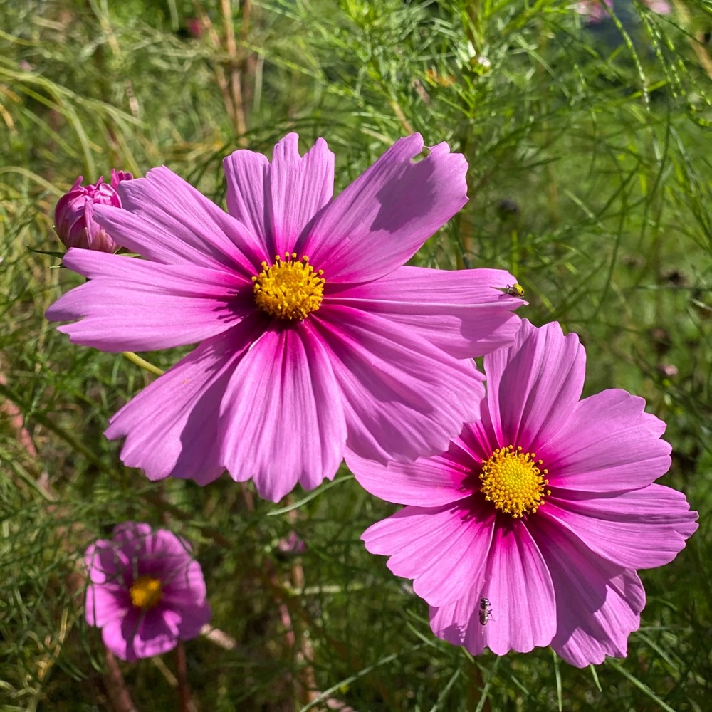 Meet your Posher, Cristina